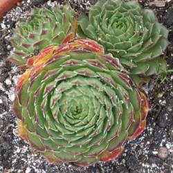 Sempervivum - Dachwurz - Hauswurz